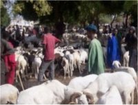 Les moutons arrivent en grand nombre à Saint-Louis 